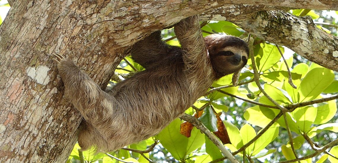 The Power of Regular Expressions for Clever Sloths