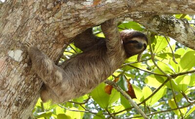The Power of Regular Expressions for Clever Sloths